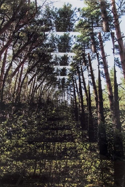 Foer's reassembled Ukrainian forest shot. Photo courtesy of Sixth & I